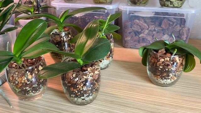 ОРХИДЕИ в ПОДСВЕЧНИКАХ обзор 13 мини орхидей в разных грунтах и ЗАКРЫТОЙ СИСТЕМЕ ПОСАДКИ смотреть онлайн