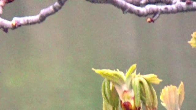 Sony Handycam HDR-CX440 Recording Review (nature videography demo)