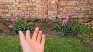 Астильба! Накипело!