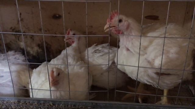 Бройлеры Кобб-500 36-37 дней. Содержание бройлеров в клетке. смотреть онлайн