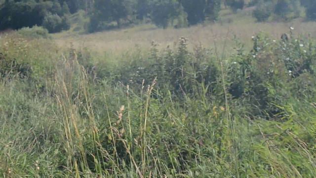 Засада (Смена 4: 19.07-30.07.15) смотреть онлайн