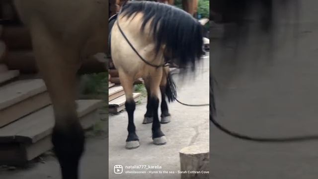 Самая большая лошадь в Карелии ?#horse #karelia #kivach #nature #travelblogger
