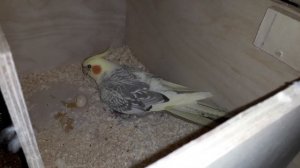 Корелла Ксюша защищает свою кладку. Милая птичка в гнезде становится агрессивной