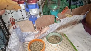 Двухэтажный вольер для морских свинок. Краткий обзор.