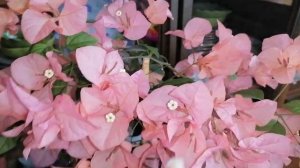 Нереально красивые домашние  цветы. Всем советую.