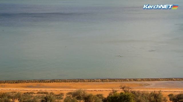 В Керчи дельфины "танцуют" близко к берегу смотреть онлайн