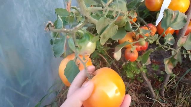 Сорт томата Диво-дивное  - кладовая ЛИКОПИНА. Минимум кислот.