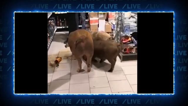 Пятерочка в Екатеринбурге сегодня смотреть онлайн