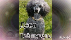 Какая ты собака по знаку зодиака