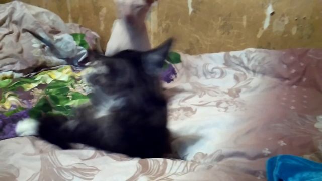 Взрослый сфинкс играет с трёх месячным Мейн куном смотреть онлайн