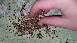 УКРОП ВЗОЙДЕТ ЩЕТКОЙ и быстро, не будет болеть! Посейте так укроп, и быстрые всходы гарантированы!