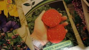 Почвопокровный томат! Ранний, без пасынкования, открытый грунт! Разбор семян. Подробнее в описании!