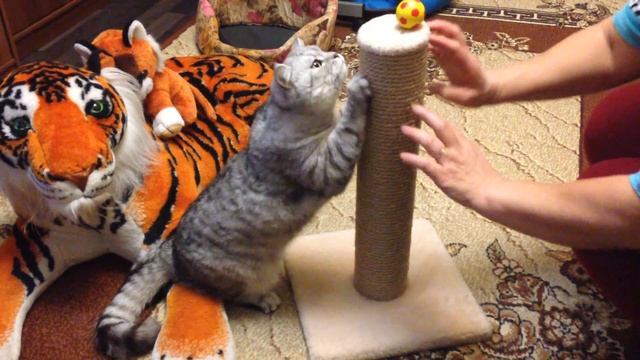 Кот точит когти смотреть онлайн