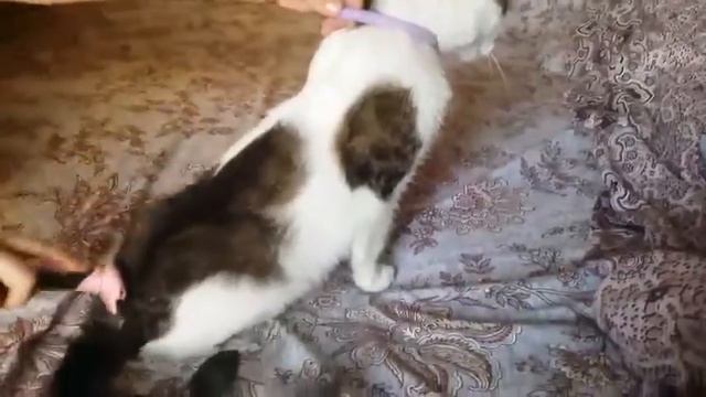 ФУРминатор DELE с алиэкспресс смотреть онлайн