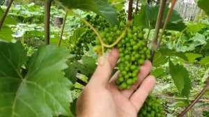 Виноград Маркетт (Markett) , зимостойкий неукрывной сорт  винограда
