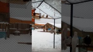 Ленинаканские голуби часть 2