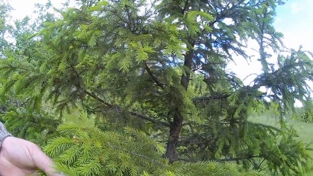 Молодые еловые побеги 5 июня 2017 смотреть онлайн