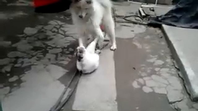 Самаедская собака Жаклин смотреть онлайн