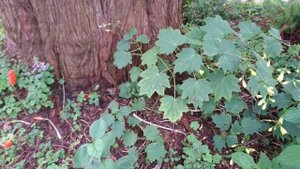 Киренгешома дланевидная (Kirengeshoma palmata), Ботанический сад Орхус, Дания