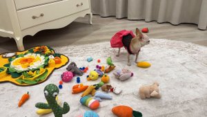 Веселая игрушка 🐰- говорящий заяц. Чихуахуа Мия 🐶. Красивое платье 👗