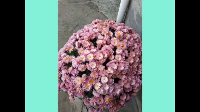 ВОССТАНАВЛИВАЮ ЧЕРЕНКИ ХРИЗАНТЕМ.ЧАСТЬ ПРОПАЛА ВООБЩЕ.