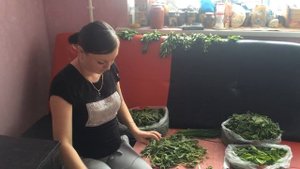 Как правильно собрать и засушить дикую мяту на зиму | Appetitos