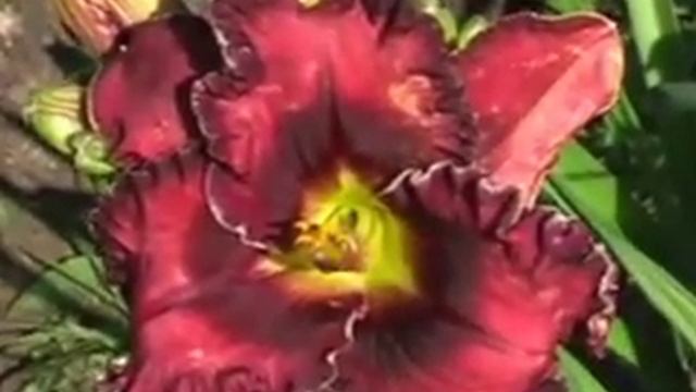 Лилейник daylily VERY BERRY CANDY смотреть онлайн