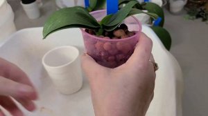 ROOTLESS PHALAENOPSIS ORCHIDS IN WATER CULTURE, MARCH 2021 UPDATE AND MY VERY BAD WEEK