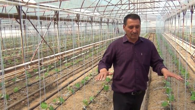 Вредители и болезни на огурцах. Методы борьбы. смотреть онлайн