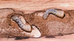 Почему у жимолости сохнут ветки  Вредители жимолости