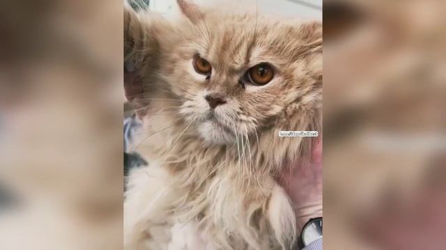 Забавные кошки № 10 смотреть онлайн