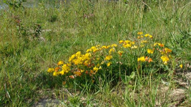 Wandeling Biesbosch 25 mei 2011 смотреть онлайн