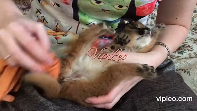 ♔VipLeo. Стимуляция детеныша каракал. смотреть онлайн