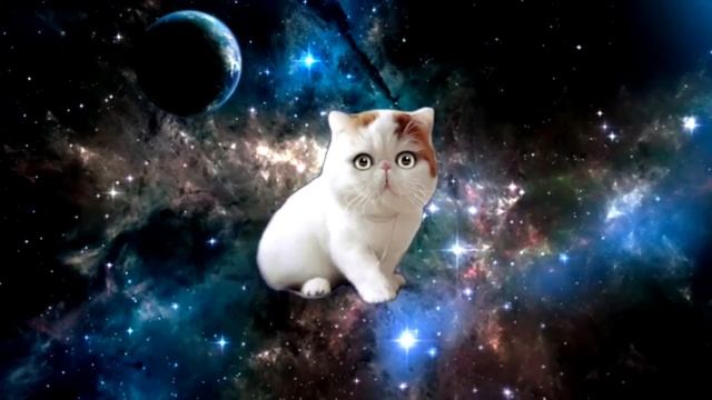 День космонавтики 12 апреля. Коты рассказывают о том как это было