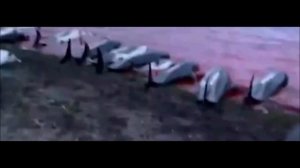 Ужасная трагедия. Истребили 1500 дельфинов. За один день на Фарерских островах забили 1500 дельфино