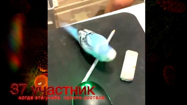 САМЫЕ СМЕШНЫЕ ПОПУГАИ НОВОГОДНИЙ ВЫПУСК И РОЗЫГРЫШ