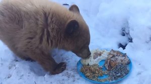 Petunia The Baby Black Bear Cub Feasting on Thanksgiving Dinner