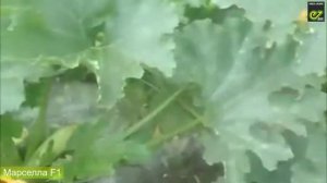 Фермеры рекомендуют кабачок Марселла F1 от компании Enza Zaden