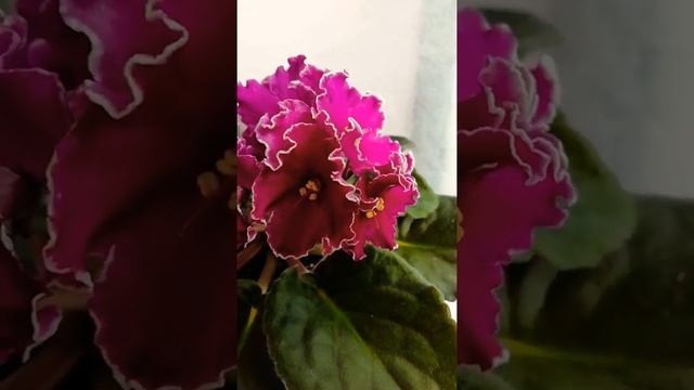 РМ-Визави смотреть онлайн