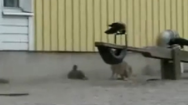 Злобный заяц 