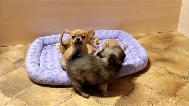 "кавказец" и чихуа смотреть онлайн