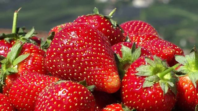 Клубника - Самые вкусные и урожайные сорта 2019