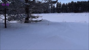Белая куропатка