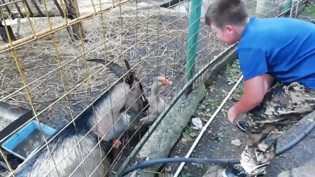 Придорожный зоопарк! смотреть онлайн