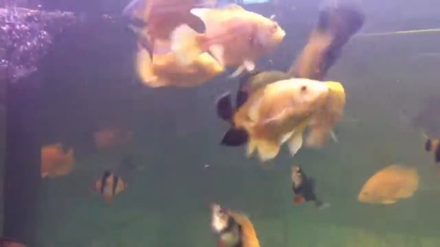 Астронотус голд и рэд 7-9 см смотреть онлайн