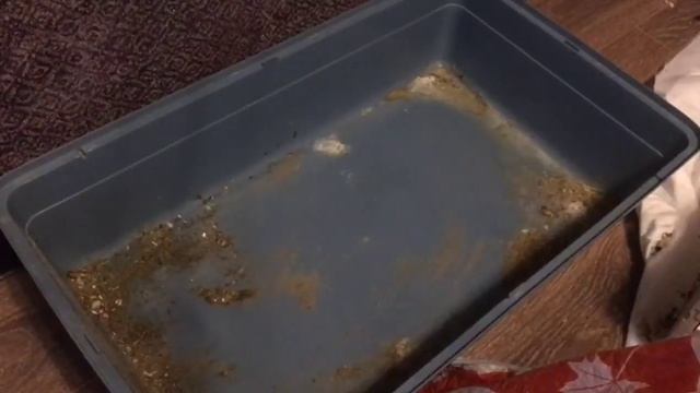 УБОРКА В КЛЕТКЕ/ У МОРСКОЙ СВИНКИ СОНИ смотреть онлайн