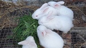 КАК И ЧЕМ КОРМИТЬ КРОЛИКОВ ВЕСНОЙ.