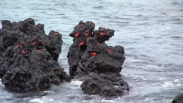 Галапагосские острова: Остров Изабелла самостоятельное путешествие