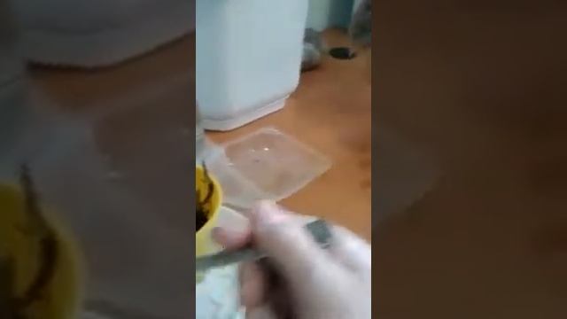 Калатея. Посадка  черенков калатеи.