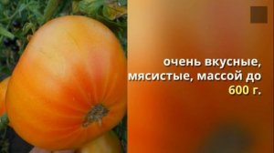 Урожайные и вкусные сорта томатов  Поль Робсо